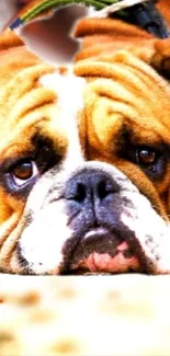 Close-up of a cute bulldog with expressive eyes.