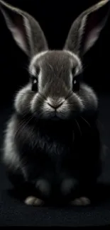 Adorable bunny on dark background wallpaper for mobile.