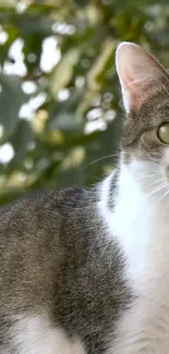 Close-up of a cat with green eyes in a leafy background.