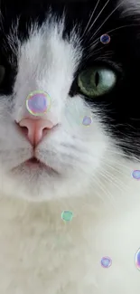 Black and white cat with bubbles wallpaper.