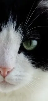 Close-up of a black and white cat with striking green eyes.