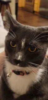 Close-up image of a gray and white cat with yellow eyes and orange collar.