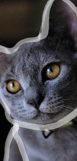 Gray cat close-up with charming eyes and artistic outline.