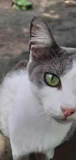 Gray and white cat with green eyes staring directly at the camera.