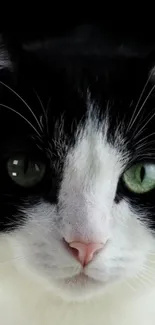 Close-up of a black and white cat with green eyes, ideal for mobile wallpaper.