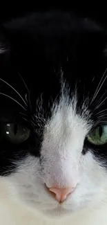 Close-up of a cat's face with green eyes in monochrome tones.