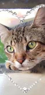 Adorable tabby cat in heart frame with sparkling jewels.