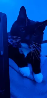 Charming black and white cat under a calming blue light.