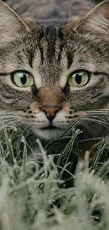 Charming cat with green eyes in garden grass mobile wallpaper.