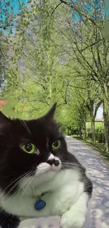 A fluffy black and white cat in a lush green pathway, surrounded by trees.