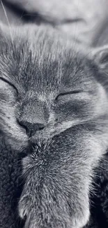 Monochrome wallpaper of a sleeping cat in gray hues, capturing tranquility.