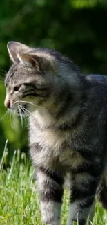 Tabby cat standing in a lush green meadow.