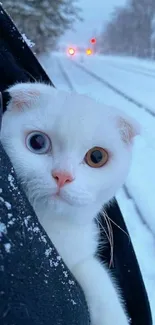 White cat with unique eyes in snowy setting.