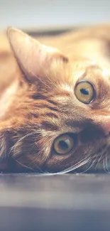 A cute ginger cat lying down relaxing.