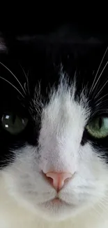 Close-up of a black and white cat with green eyes, perfect for mobile wallpaper.