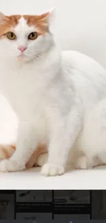 Charming Turkish Van cat with white fur and orange accents on a white background.