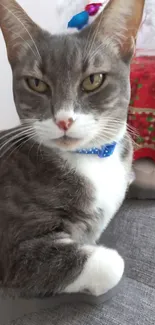 Gray cat with blue collar on a sofa, looking curious.