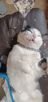 Cute black and white cat napping on a cushion with bubbles.