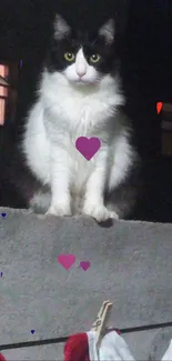 Black and white cat sitting on a stone wall at night with hearts.