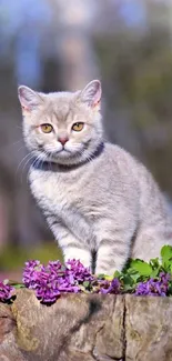 Cute cat on a stump surrounded by vibrant purple flowers.