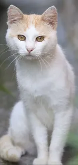 Ginger and white cat sitting on an outdoor path surrounded by green plants.