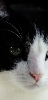 Close-up of a black and white cat with green eyes.