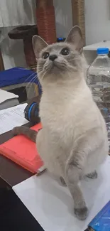 Siamese cat sitting on table surrounded by books and items.