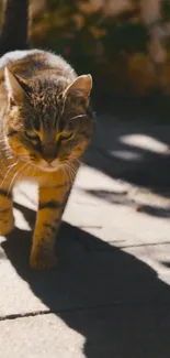 Tabby cat gracefully walking along a sunlit path, casting a playful shadow.