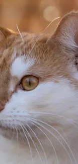 Close-up of a charming brown and white cat with captivating eyes.