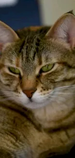 Close-up of a charming tabby cat with striking green eyes.