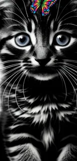 Black and white kitten with butterfly on head, blue eyes mobile wallpaper.