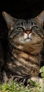 Tabby cat with green eyes relaxing outdoors in the sun.