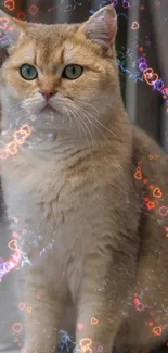 Fluffy beige cat with neon heart patterns in background.