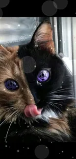 Cat with purple eyes on a two-toned face.