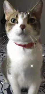 Adorable cat with sparkles on bed.