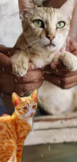 Two cute cats in gentle rain, one being held gently.