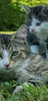 Cats resting on green grass in nature.