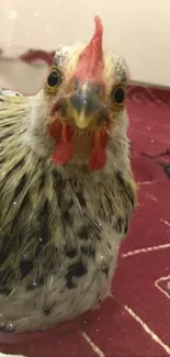 Close-up of a chicken on a maroon backdrop.