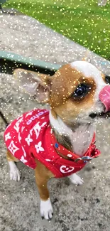 Cute Chihuahua in a red outfit with golden sparkles.