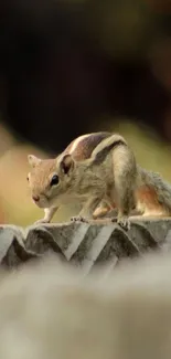 Chipmunk on stone in natural setting.
