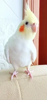 Cockatiel with colorful markings on perch indoors.