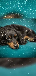 Dachshund lying on teal background with gold sparkles.