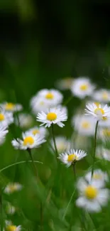 Daisies bloom in lush green grass, creating a serene mobile wallpaper.