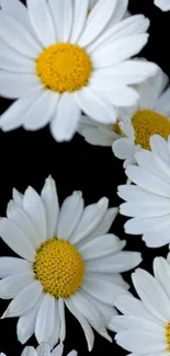 White daisies with yellow centers on black background.