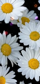 White daisies with sparkling stars on black background mobile wallpaper.