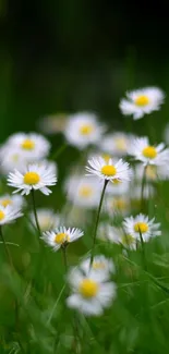 Mobile wallpaper with daisies and a lush green background.