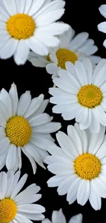 Mobile wallpaper featuring white daisies on a black background, creating an elegant look.