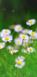 A field of delicate white daises on lush green grass, perfect for a tranquil wallpaper.