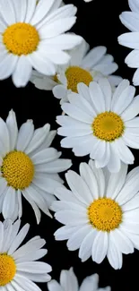 Charming daisies with white petals and yellow centers on a black background.