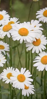 Mobile wallpaper featuring daisies with white petals and yellow centers.